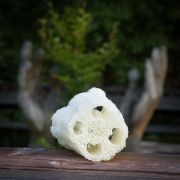 Lufa - přírodní houba - 15cm
